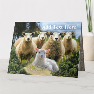 Sheep Flock Sheep Herd Baby Lamb Thank You Card