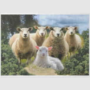 Sheep Flock Sheep Herd Baby Lamb Tissue Paper