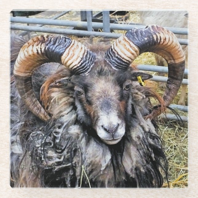 SHEEP GLASS COASTER (Front)