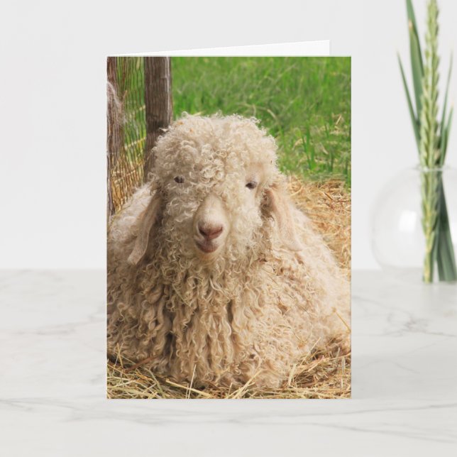 Sheep Goat Pun Funny Get Well Card (Front)