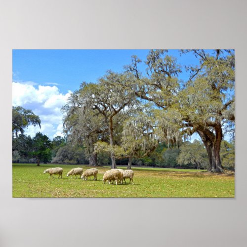 Sheep Grazing at Middleton Place South Carolina Poster