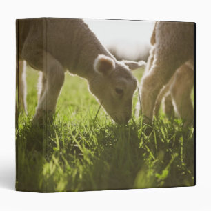 Sheep Grazing in Grass Binder