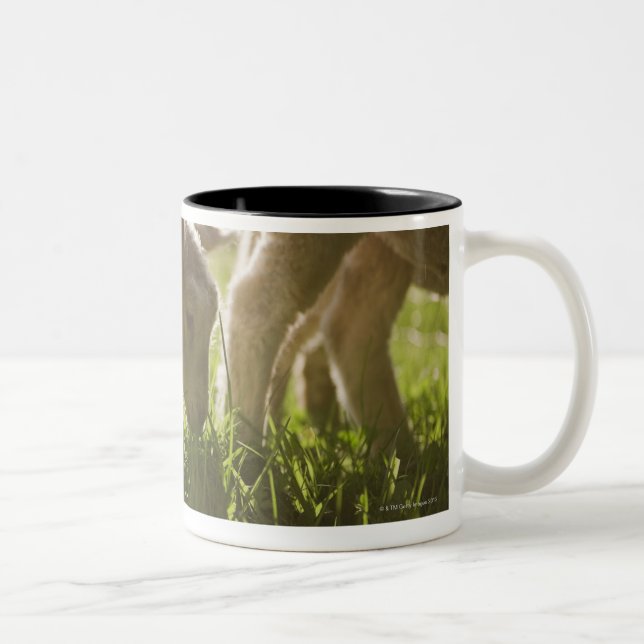 Sheep Grazing in Grass Two-Tone Coffee Mug (Right)