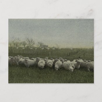 Sheep Grazing Photo 1918 Postcard by lostlit at Zazzle