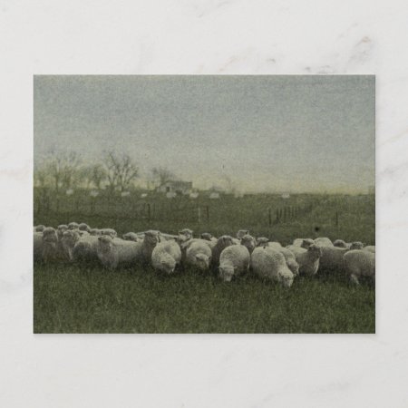 Sheep Grazing Photo 1918 Postcard