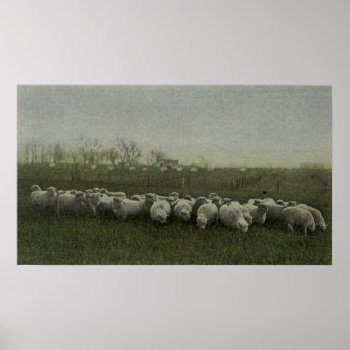 Sheep Grazing Photo 1918 Poster by lostlit at Zazzle