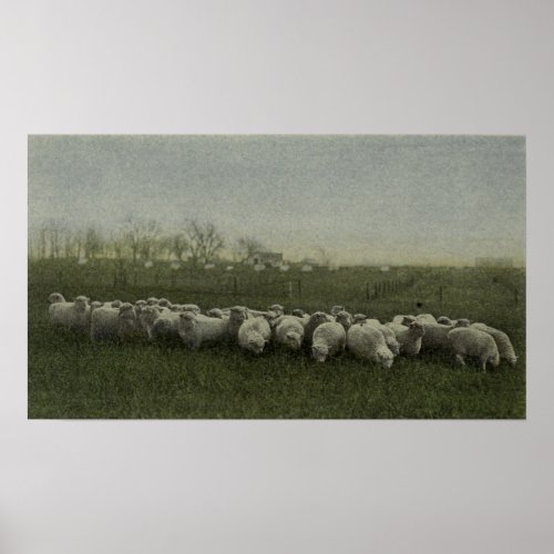 sheep grazing photo 1918 poster