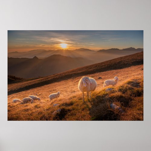 Sheep Grazing Poster