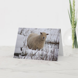 Sheep Greeting Card