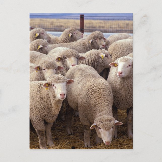 Sheep Herd Postcard (Front)