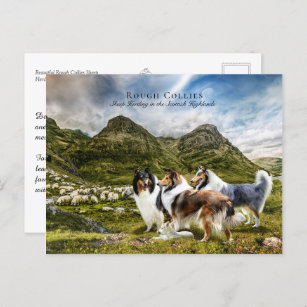 Sheep Herding Rough Collies - Collectible Postcard