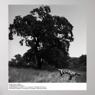 Sheep, Hopland Station, by Ansel Adams Poster