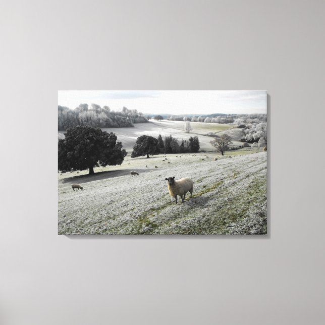 Sheep in a frosty valley canvas print (Front)
