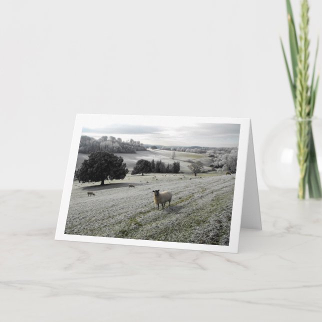 Sheep in a frosty valley holiday card (Front)