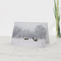 Sheep in a snowy field holiday card