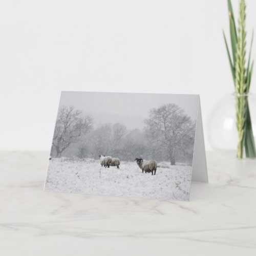 Sheep in a snowy field holiday card