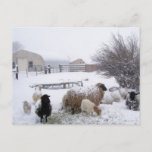 Sheep In April Snow Postcard