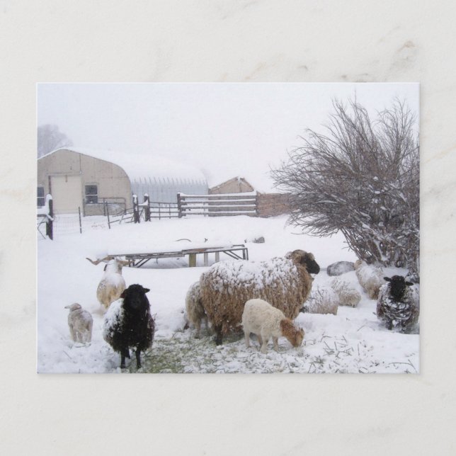 Sheep In April Snow Postcard (Front)