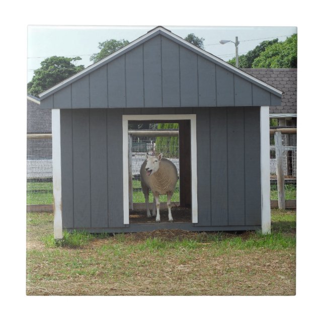 Sheep In BarnHouse Tile (Front)