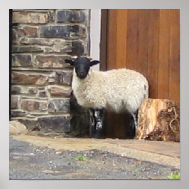 Sheep in doorway poster (Front)