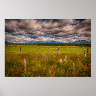 Sheep in Fiordland, Te Anau, New Zealand Poster