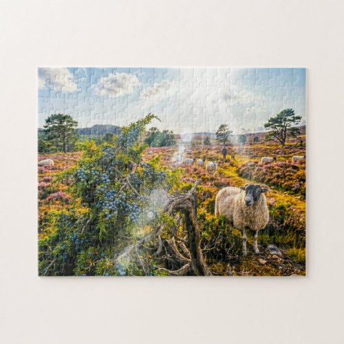 Sheep in heath with juniper tree jigsaw puzzle