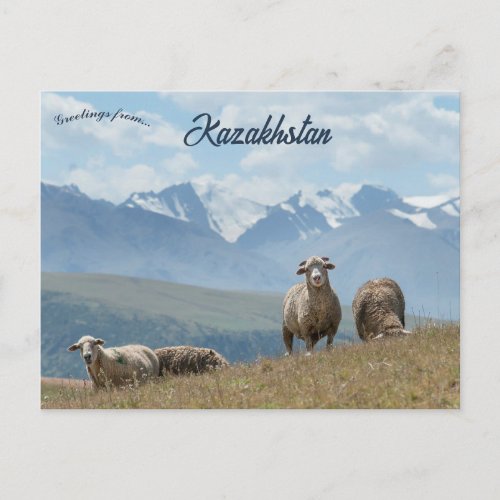 Sheep in Kazakhstan Postcard