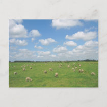 Sheep in Meadow Postcard