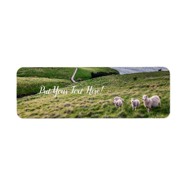 Sheep in New Zealand | Christchurch Landscape | NZ Label (Front)