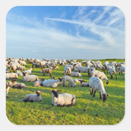 Sheep in Pasture Square Sticker