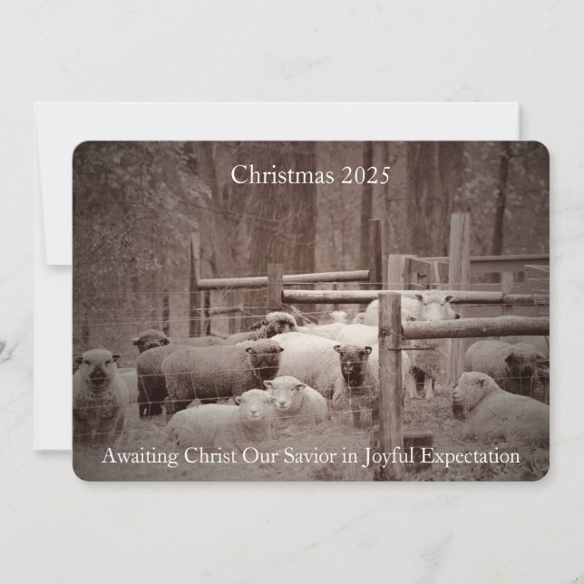 Sheep in Peaceful Waiting for Christmas 2023 Holiday Card (Front)