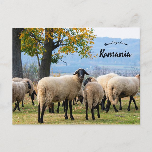 Sheep in Rural Romania Postcard (Front)