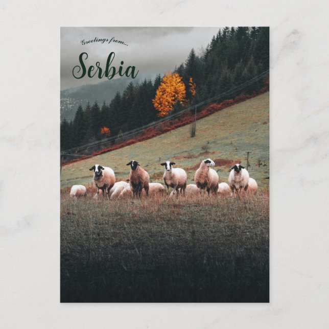 Sheep in Siberia on a Mountainside on a Cloudy Day Postcard (Front)