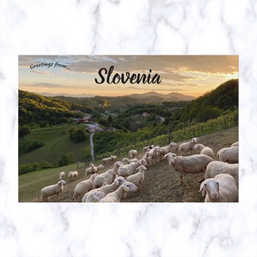 Sheep in Slovenia Postcard