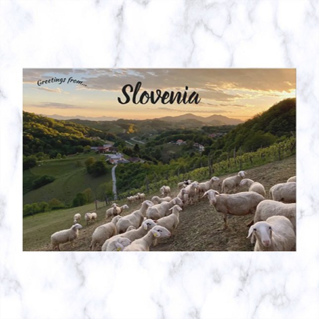 Sheep in Slovenia Postcard (Creator Uploaded)