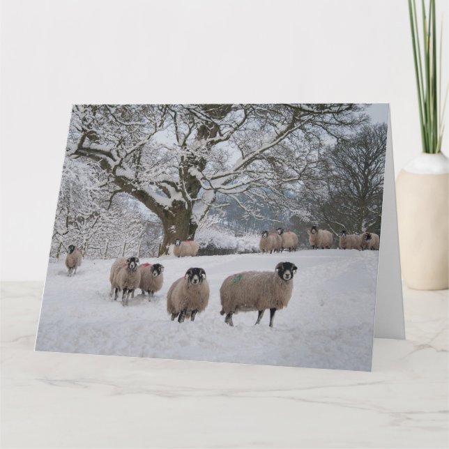 Sheep in Snow  Card (Front)