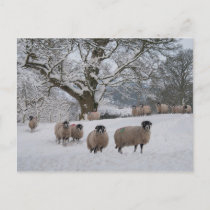 Sheep in Snow Postcard