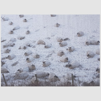 Sheep in snow tissue paper