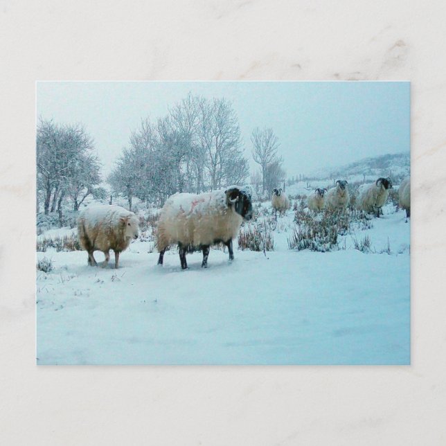 Sheep in Snow Winter Scene  Holiday Postcard (Front)