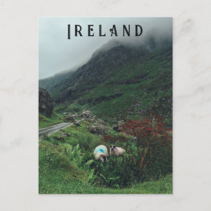 Sheep in the fog postcard