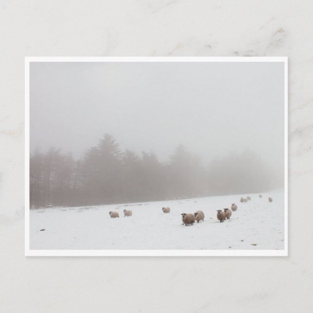 Sheep in the Mist Postcard (Front)