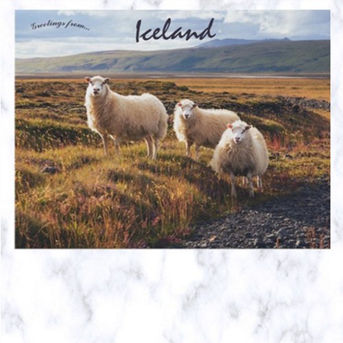Sheep in Thorsmork Iceland Postcard