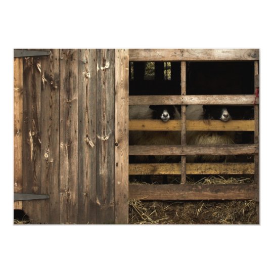 Sheep Invitation
