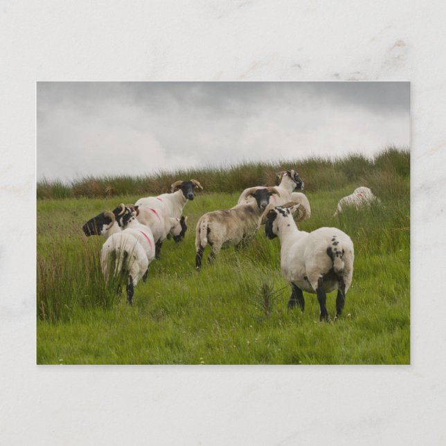 sheep.jpg postcard (Front)