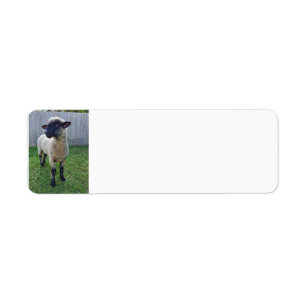 Sheep Label