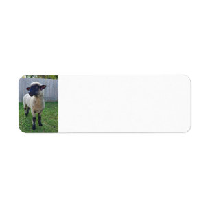 Sheep Label