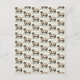 Sheep Lamb Farm Animal Vintage Postcard