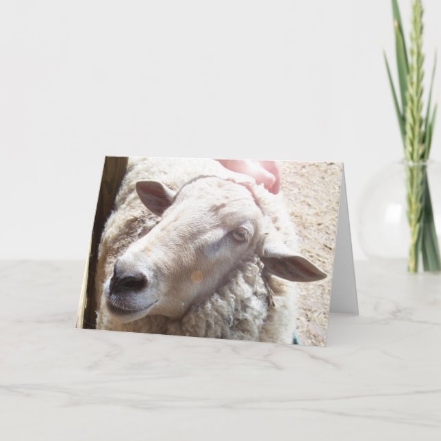 Sheep Lamb of God Christian greeting card (Front)