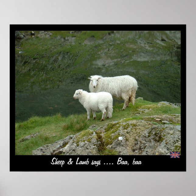 Sheep & Lamb says Baa, Baa (Poster) Poster (Front)