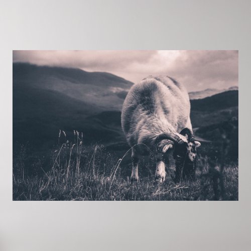 Sheep _ Molls Gap Ireland Poster